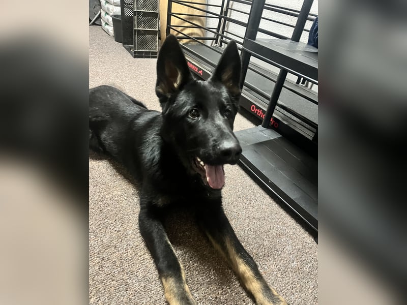 Dt. Schäferhund 7 Monate Rüde mit Papiere