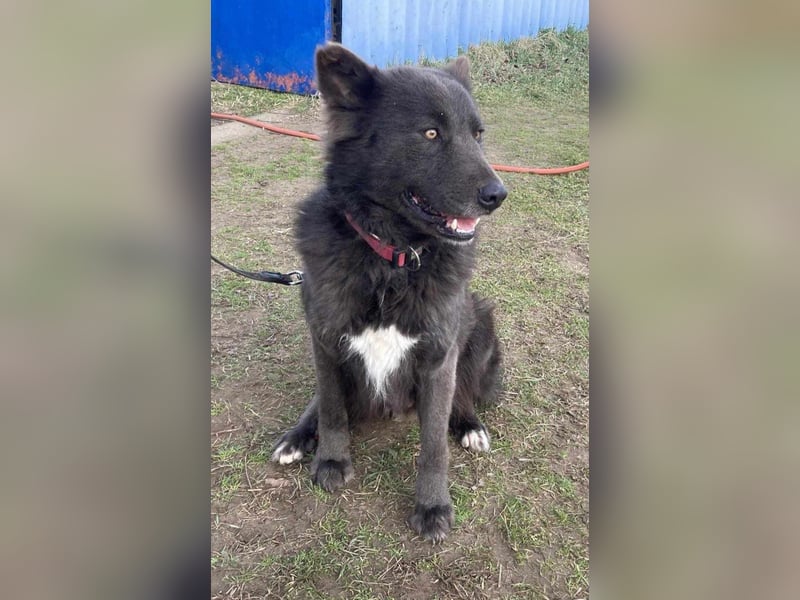 Bojtar, Einzelprinz Schäferhund Mix geb. 2021