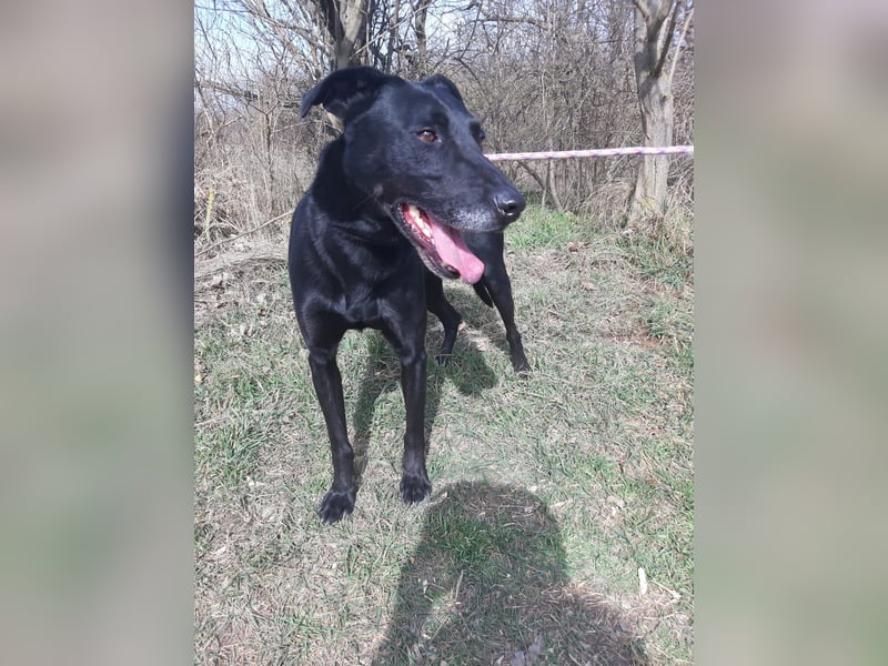 Kormos, freundlicher Schäferhund Mischling geb. 2019