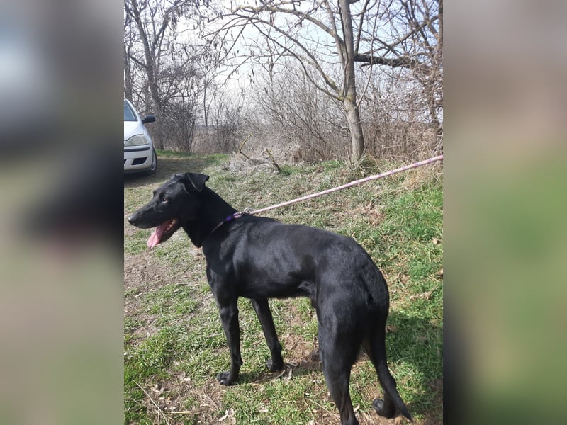 Kormos, freundlicher Schäferhund Mischling geb. 2019