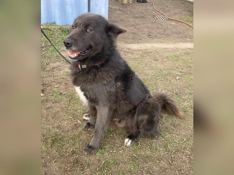Bojtar, Einzelprinz Schäferhund Mix geb. 2021
