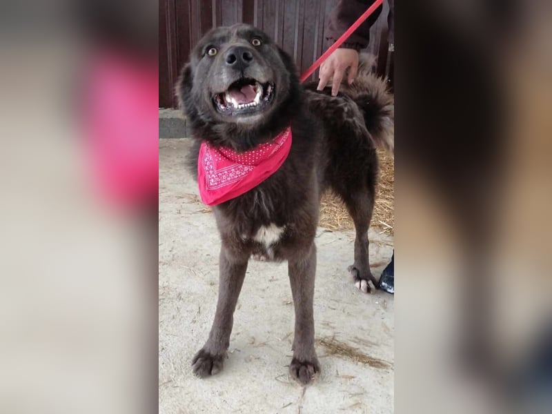Bojtar, Einzelprinz Schäferhund Mix geb. 2021