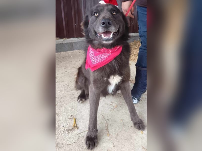 Bojtar, Einzelprinz Schäferhund Mix geb. 2021