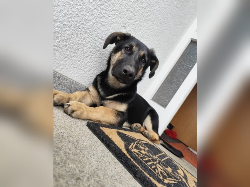 Schäferhund Colli Mix