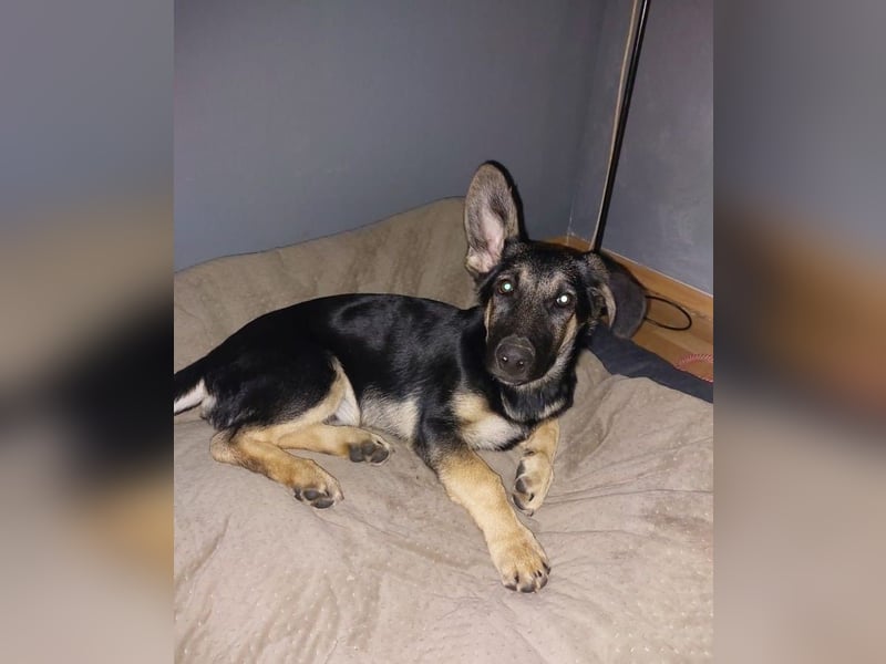 Schäferhund Colli Mix