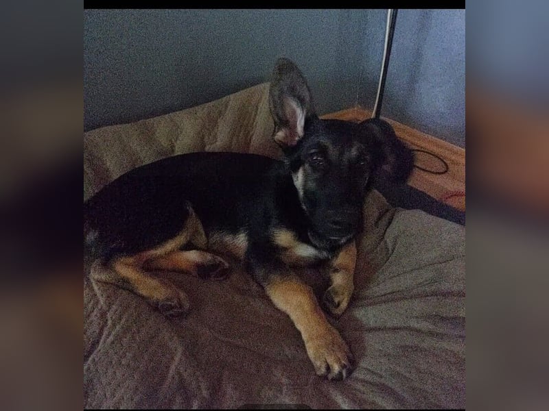Schäferhund Colli Mix