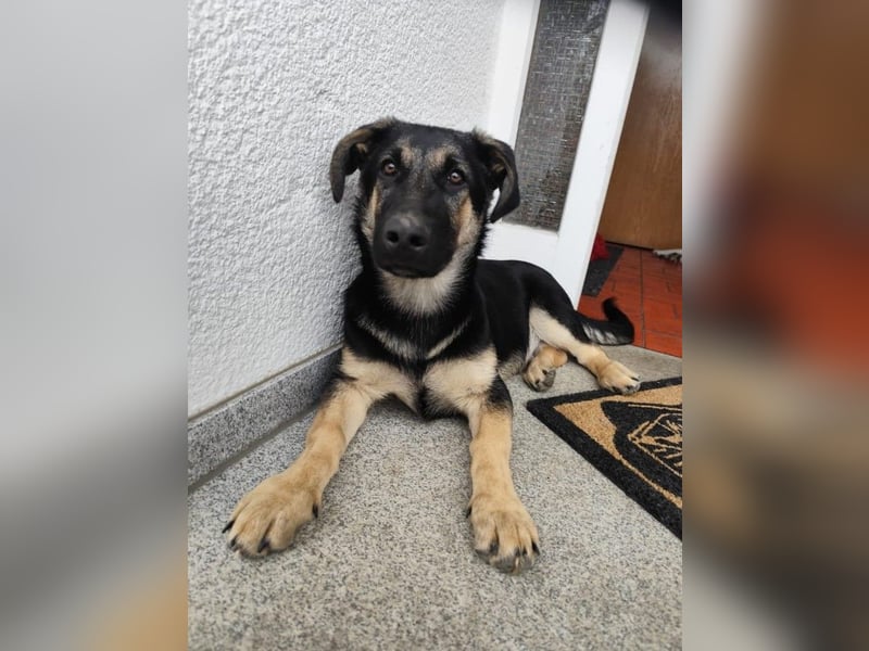 Schäferhund Colli Mix