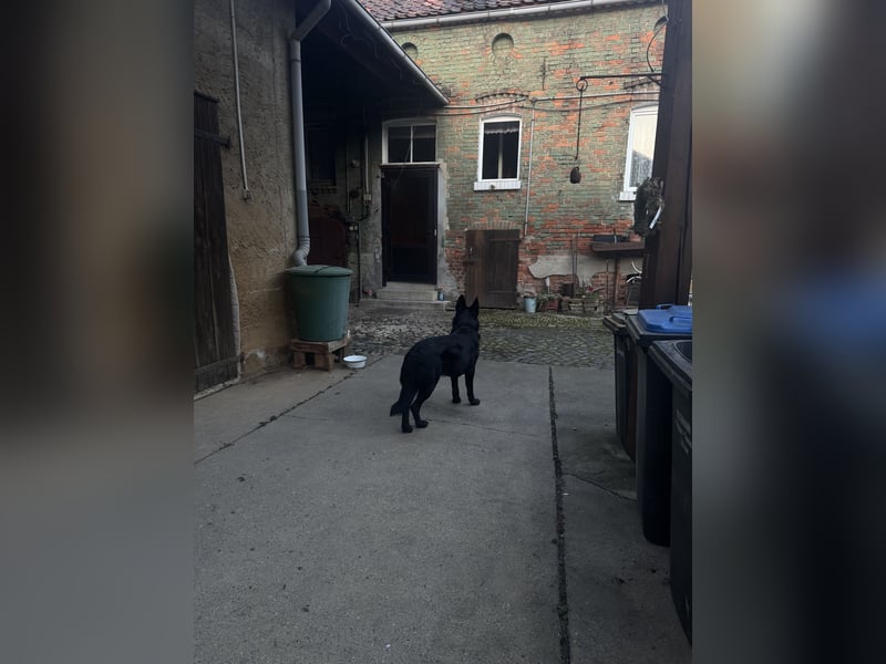 Deutscher Schäferhund sucht erfahrene Hände