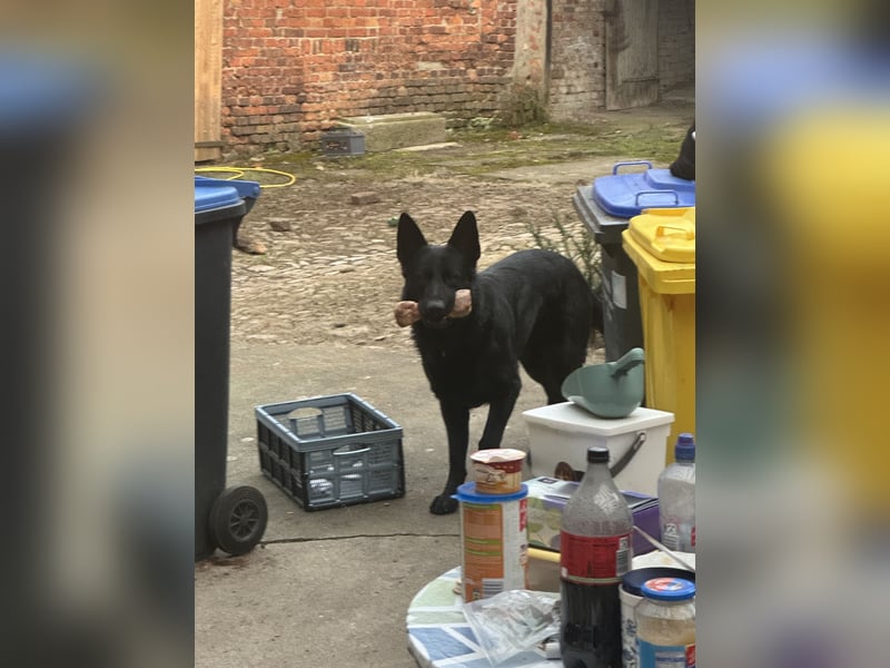 Deutscher Schäferhund sucht erfahrene Hände