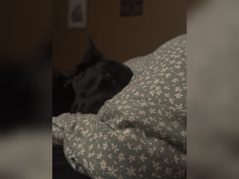 Deutscher Schäferhund sucht erfahrene Hände