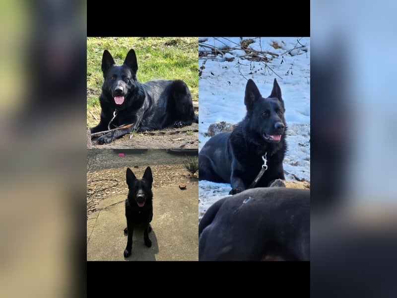 Deutscher Schäferhund sucht erfahrene Hände
