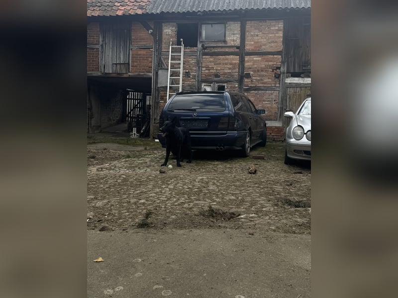 Deutscher Schäferhund sucht erfahrene Hände