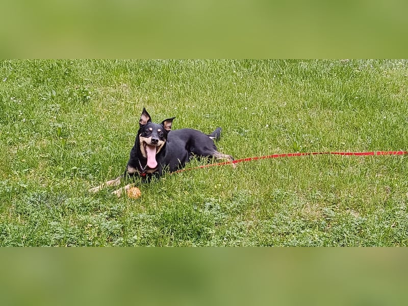 Schäferhundmischling