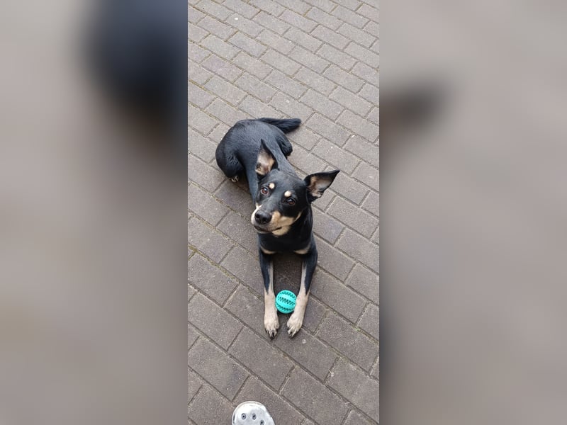 Schäferhundmischling