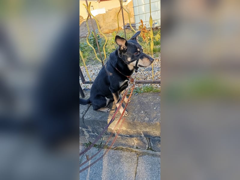 Schäferhundmischling