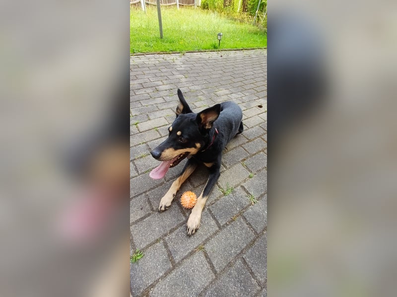 Schäferhundmischling