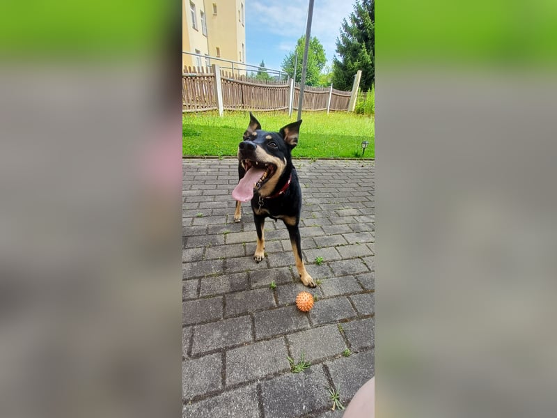 Schäferhundmischling