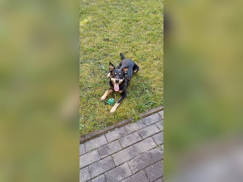 Schäferhundmischling