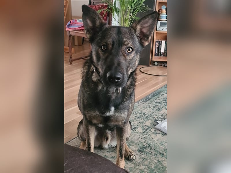Scotty in 53115 Bonn sucht neues Zuhause