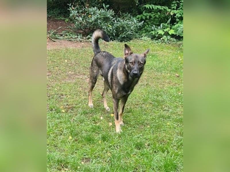 Scotty in 53115 Bonn sucht neues Zuhause