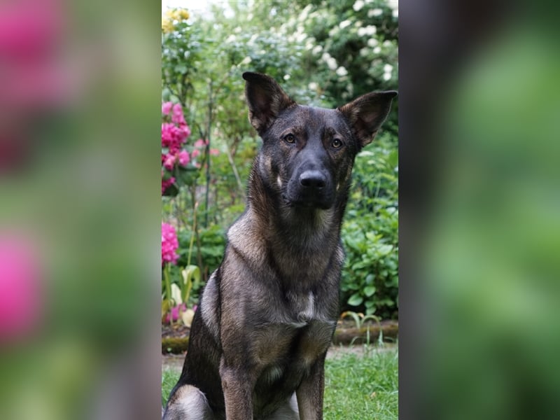 Scotty in 53115 Bonn sucht neues Zuhause