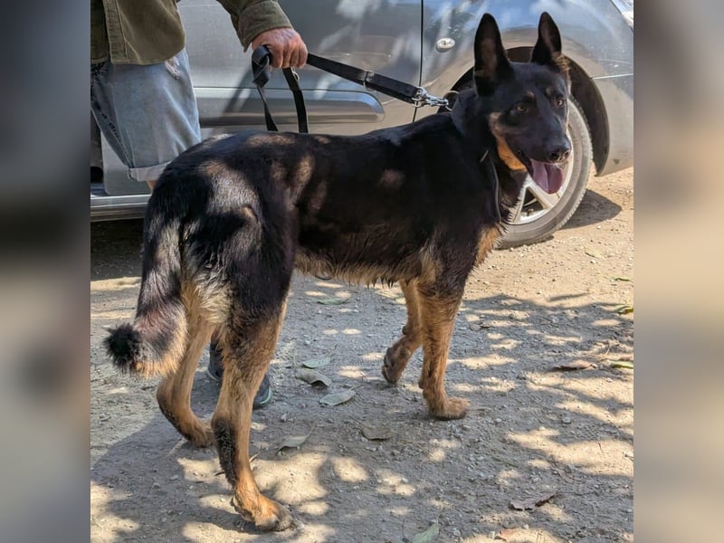 Traumhund Rider sucht sein Glück