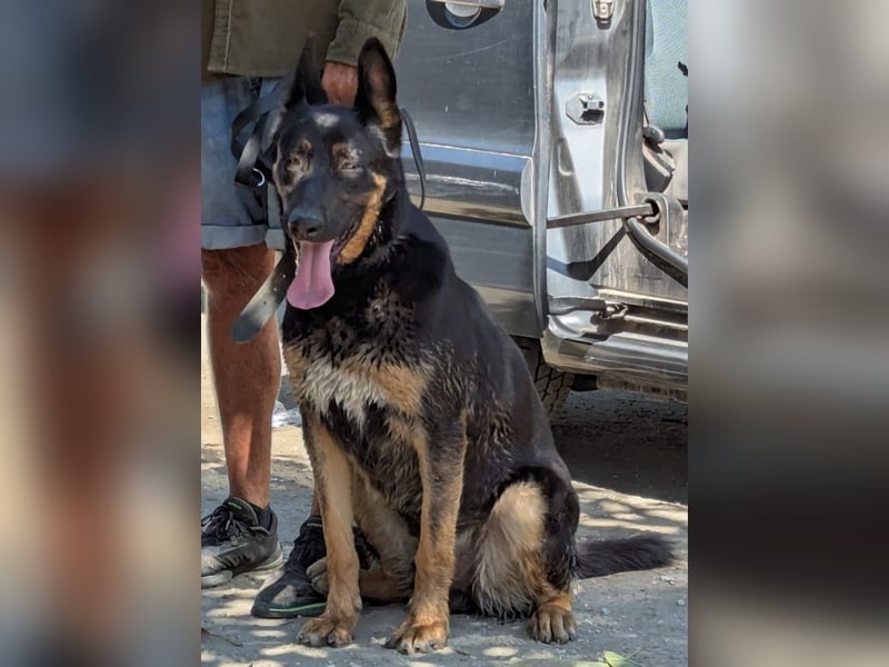 Traumhund Rider sucht sein Glück