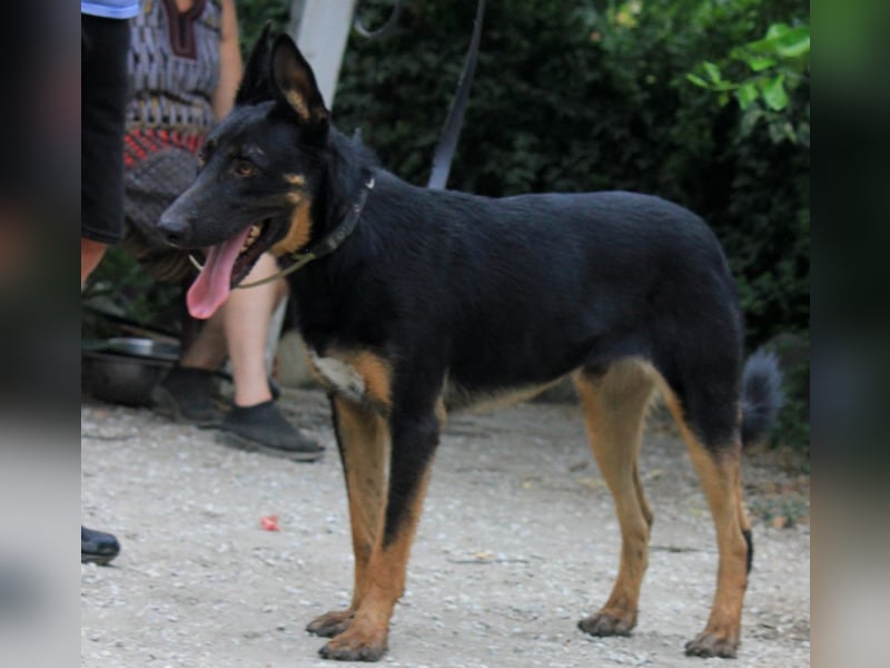 Traumhund Rider sucht sein Glück