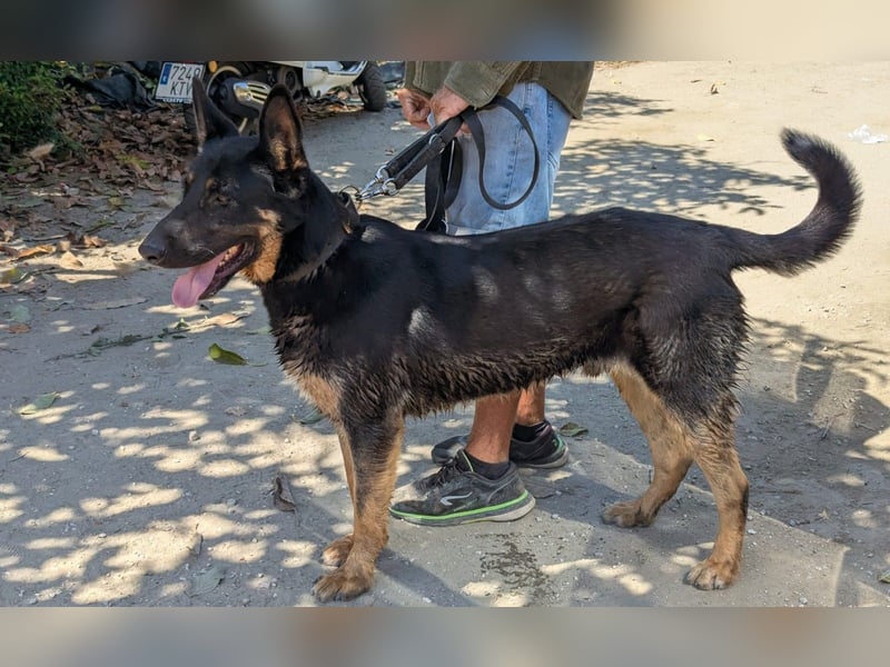 Traumhund Rider sucht sein Glück
