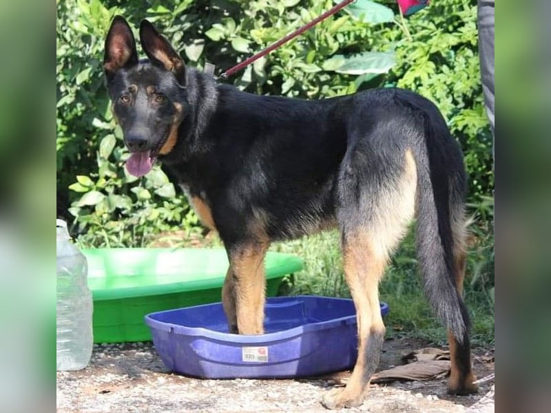 Traumhund Rider sucht sein Glück