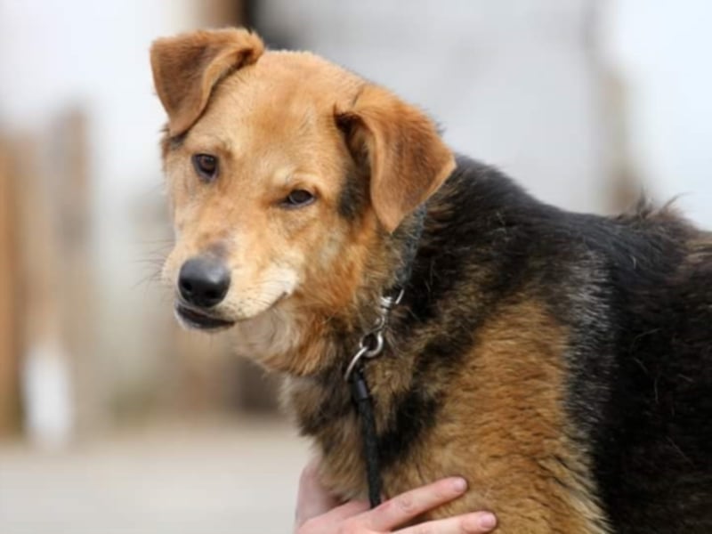 ●JOKER● [ 2 Jahre, 55 cm, Familienhund]