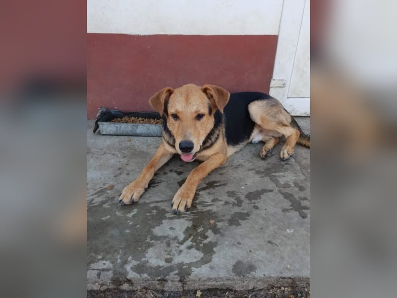 ●JOKER● [ 2 Jahre, 55 cm, Familienhund]