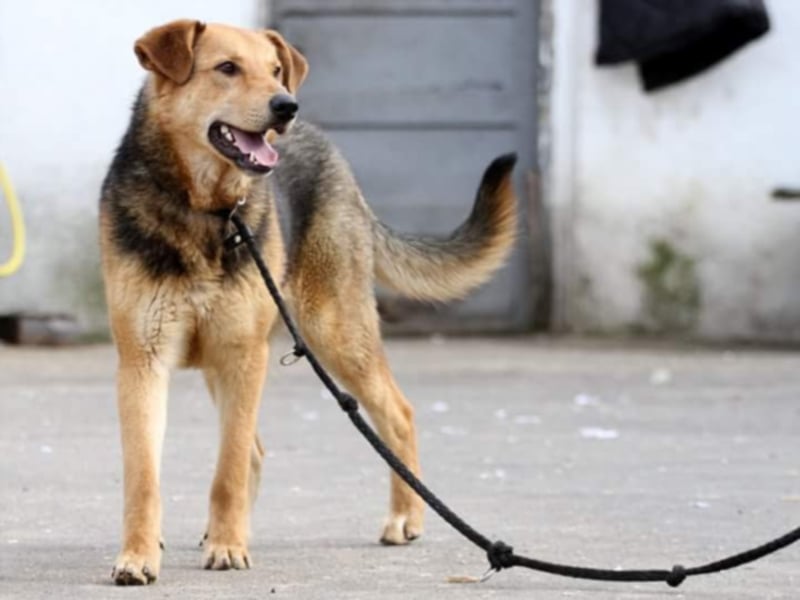 ●JOKER● [ 2 Jahre, 55 cm, Familienhund]