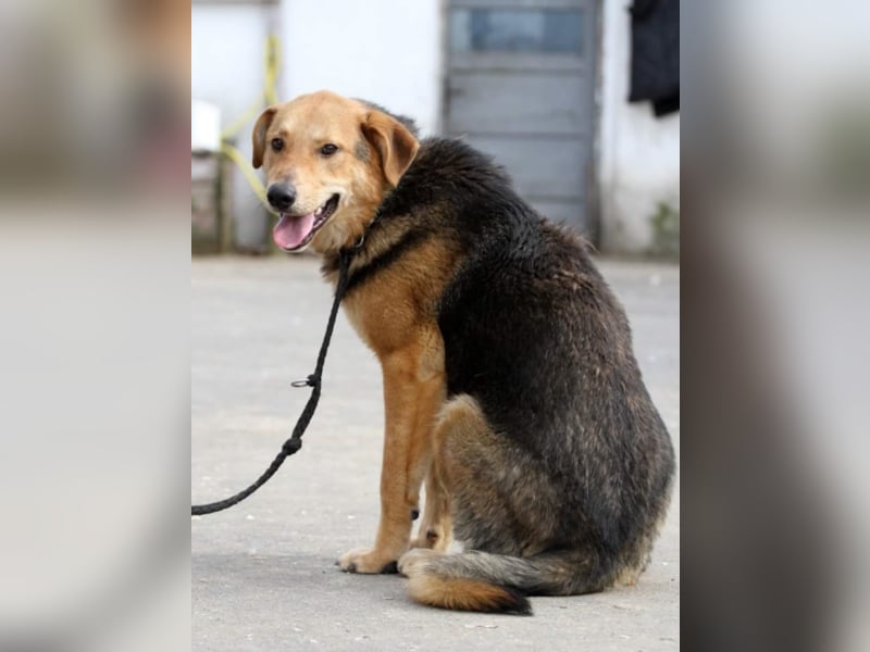 ●JOKER● [ 2 Jahre, 55 cm, Familienhund]