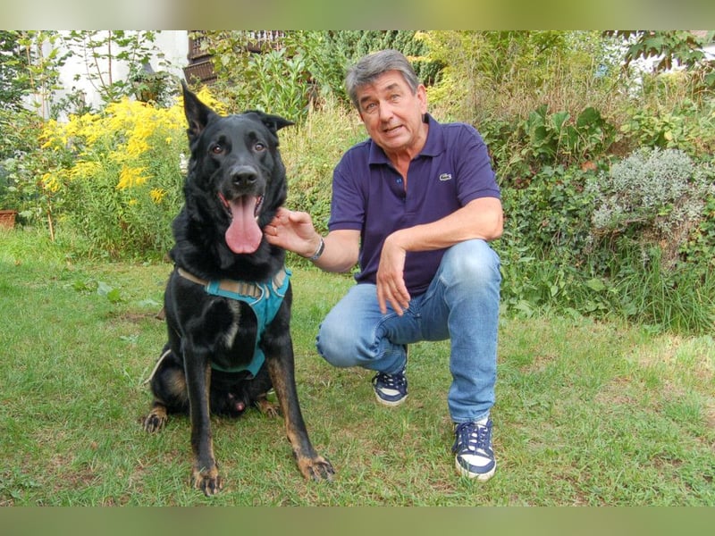 Joko - menschenbezogener, ruhiger Zeitgenosse - Tierhilfe Franken e.V.