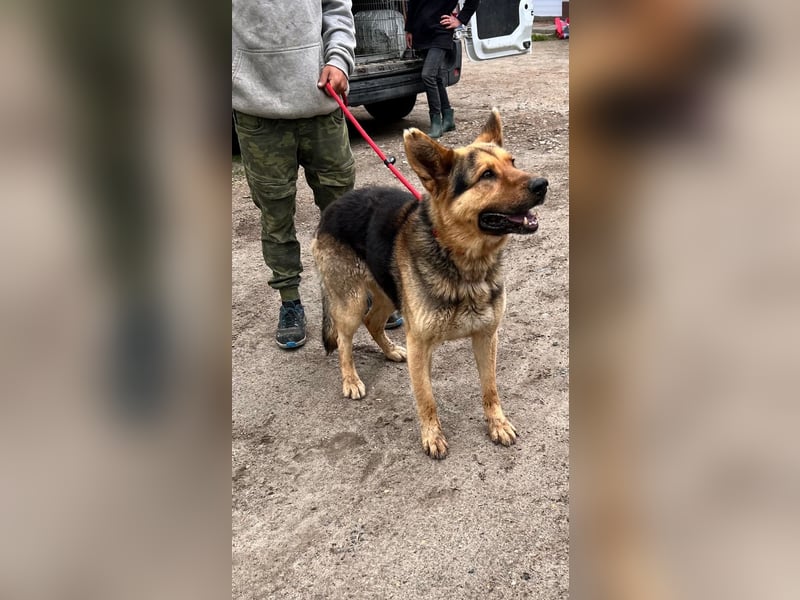 Tommy LM – kluger Schäferhund mit großem Herzen