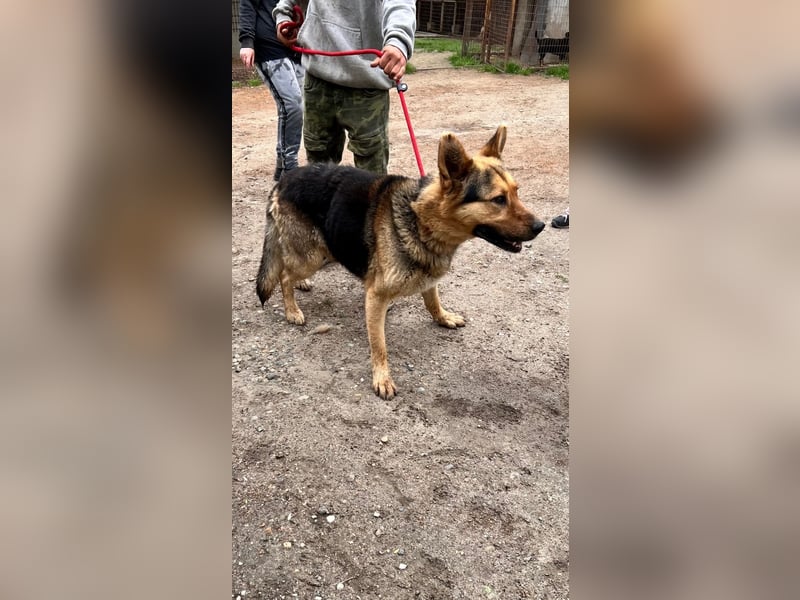 Tommy LM – kluger Schäferhund mit großem Herzen