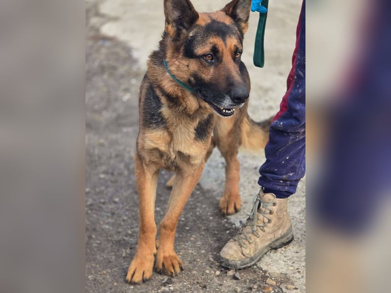 Scotty – wunderschön und ein super freundlicher Schäferhund Bub