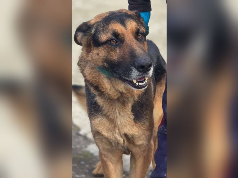 Scotty – wunderschön und ein super freundlicher Schäferhund Bub