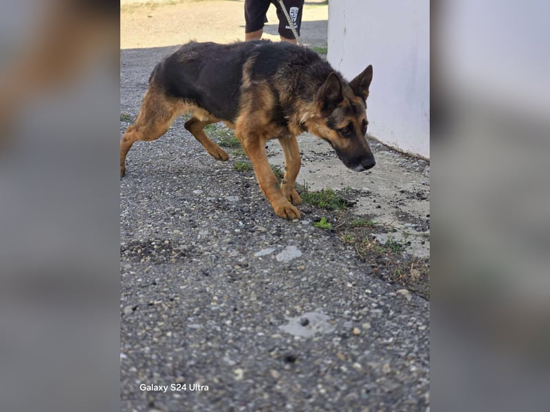 Scotty – wunderschön und ein super freundlicher Schäferhund Bub