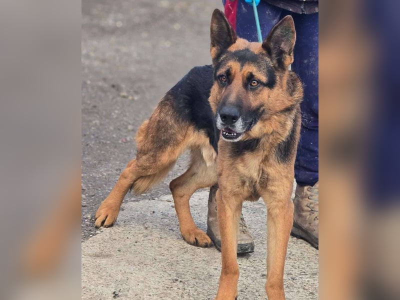 Scotty – wunderschön und ein super freundlicher Schäferhund Bub