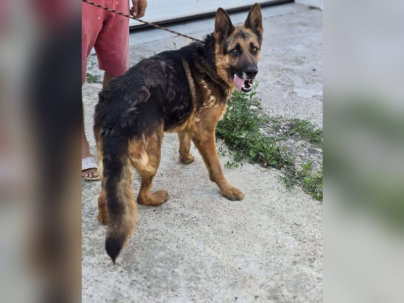 Scotty – wunderschön und ein super freundlicher Schäferhund Bub