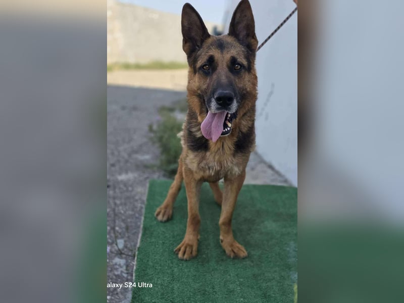 Scotty – wunderschön und ein super freundlicher Schäferhund Bub