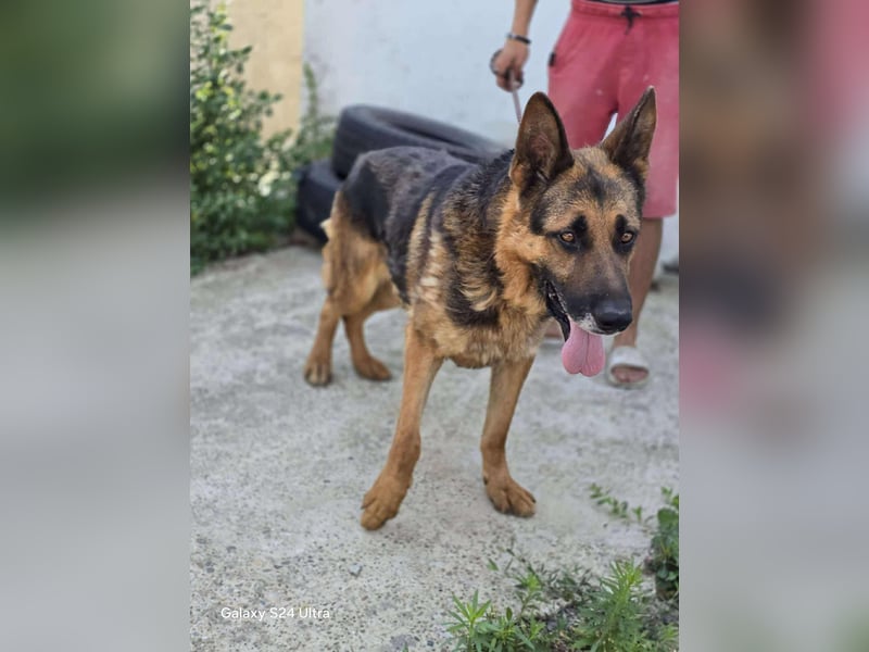 Scotty – wunderschön und ein super freundlicher Schäferhund Bub