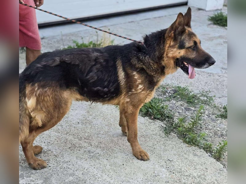 Scotty – wunderschön und ein super freundlicher Schäferhund Bub