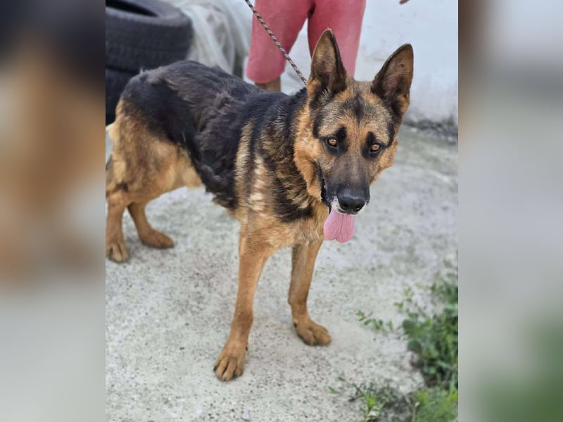 Scotty – wunderschön und ein super freundlicher Schäferhund Bub