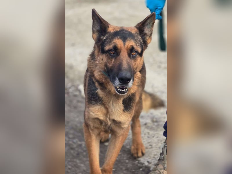 Scotty – wunderschön und ein super freundlicher Schäferhund Bub