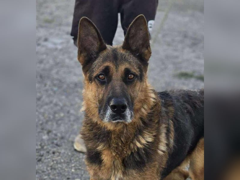 Scotty – wunderschön und ein super freundlicher Schäferhund Bub