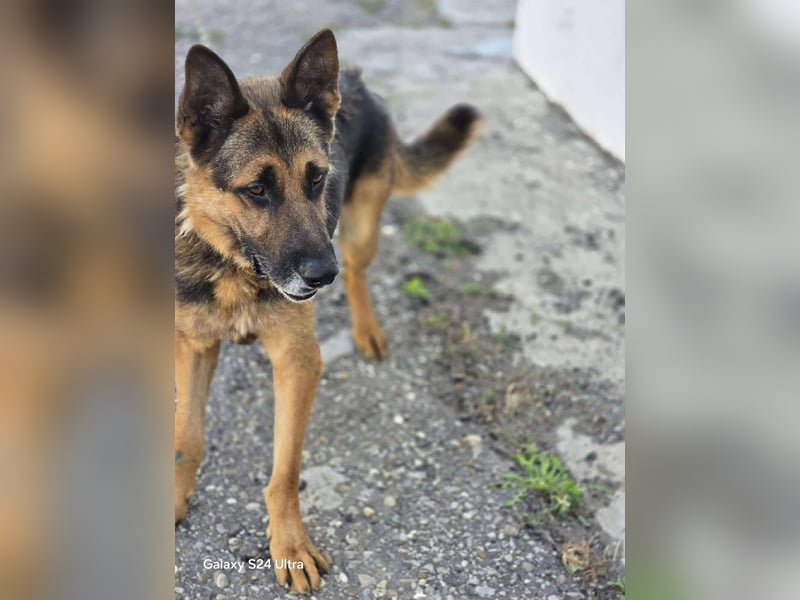 Scotty – wunderschön und ein super freundlicher Schäferhund Bub
