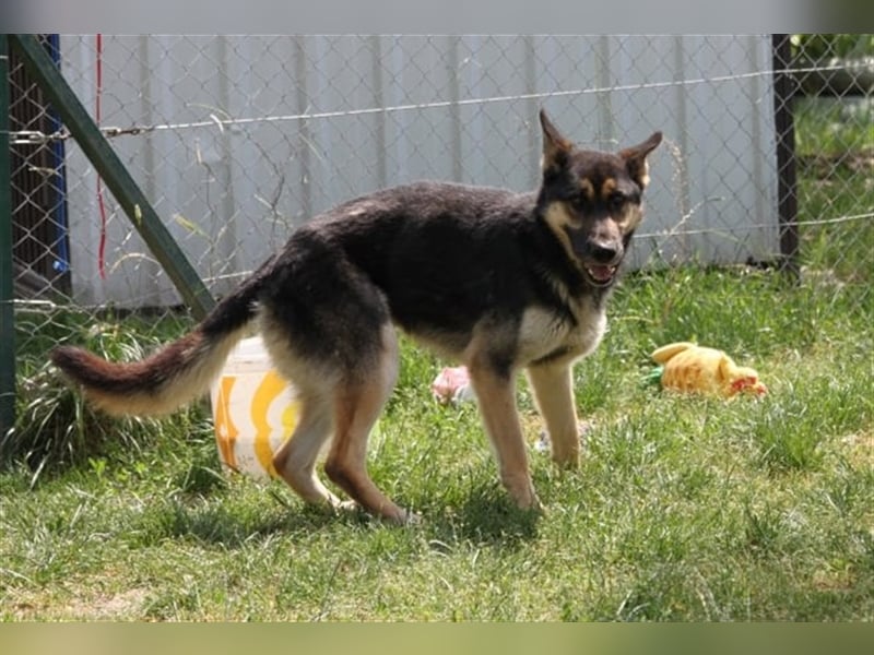 Gerry sucht sein Zuhause